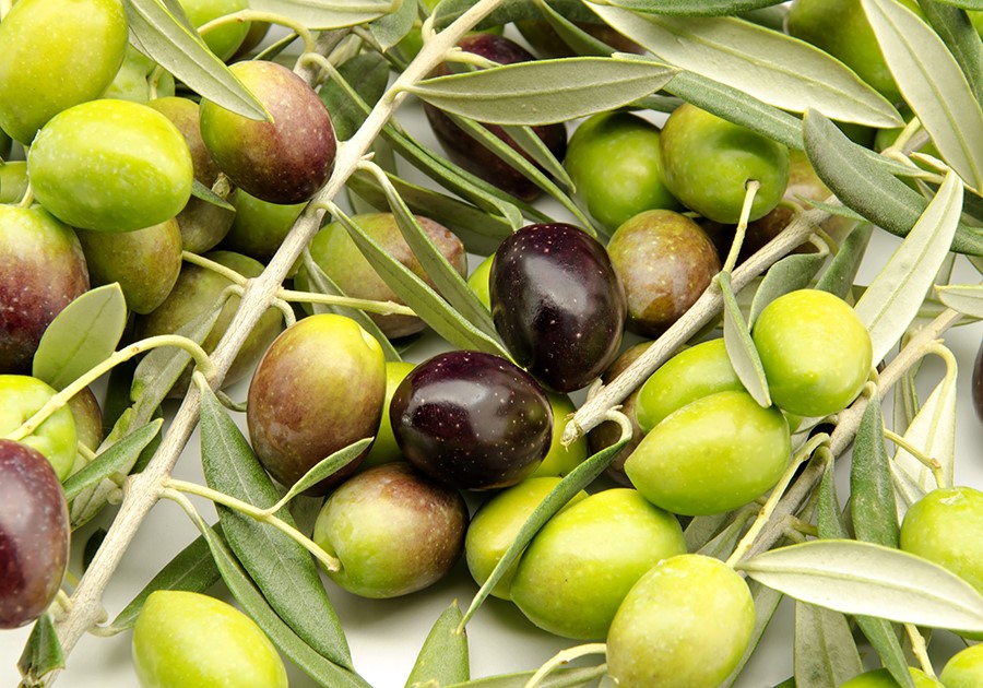 olive verdi