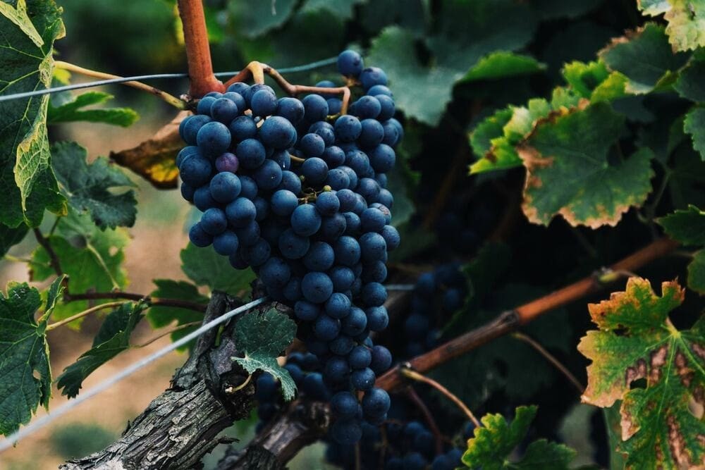 grappolo d'uva vini della val d'orcia